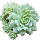 1 Rare Live Echeveria derenbergii Succulent plant Fully Rooted in 2 inch Plant Pot