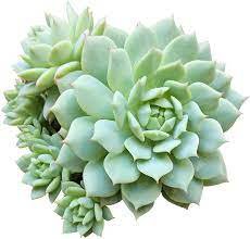 1 Rare Live Echeveria derenbergii Succulent plant Fully Rooted in 2 inch Plant Pot