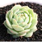 1 Live Fresh Echeveria 'Pink Tips' Succulent Plant Fully Rooted in 2'' Plant Pot