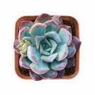 1 Live Fresh Echeveria 'Dark Ice' Succulent Plant, Fully Rooted in 2'' Plant Pots