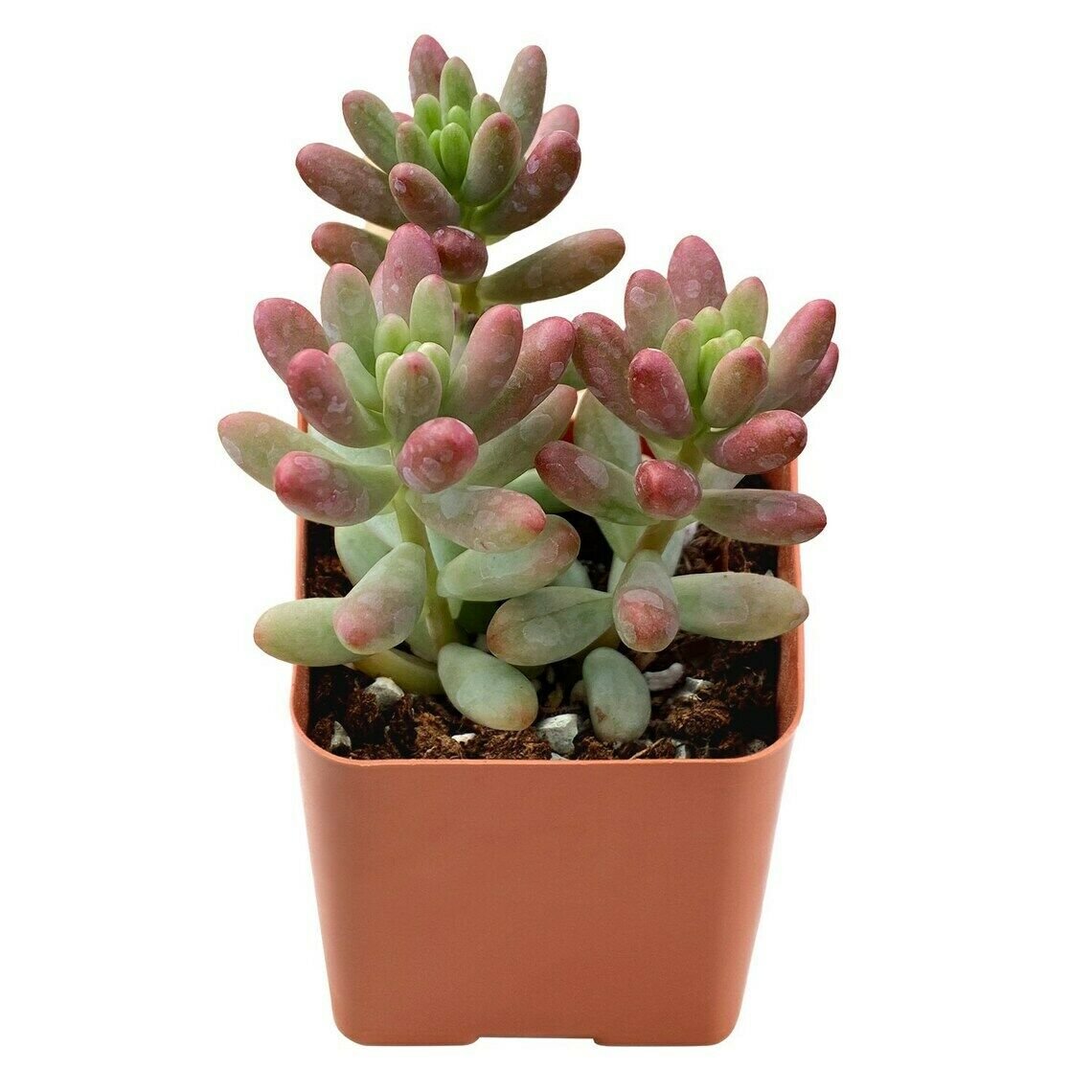 1 Live Rare Crassula 'Tom Thumb' Succulent Plant Fully Rooted in 2 inch Plant Pot