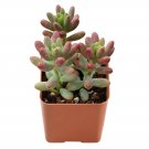 1 Live Rare Crassula 'Tom Thumb' Succulent Plant Fully Rooted in 2 inch Plant Pot