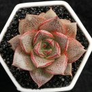 1 Live Echeveria Purpusorum Rosette Succulent Plant Fully rooted in 2'' plant pot