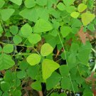 5 Seeds pierrei (Schindl.) Ohashi Butterfly Wing Plant like Obcordata