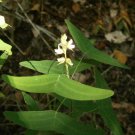 10 Seeds Vespertilionis (L.f) Bakh.f All Green like Obcordata