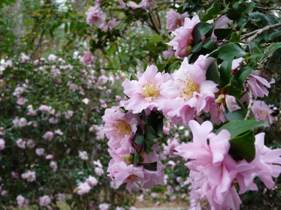 1 Plant Pink Snow Camellia Sasanqua - Live Plant - Quart Pot