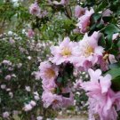 1 Plant Pink Snow Camellia Sasanqua - Live Plant - Quart Pot