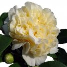 1 Plant Jurys Yellow Camellia Japonica - Live Plant - Quart Pot