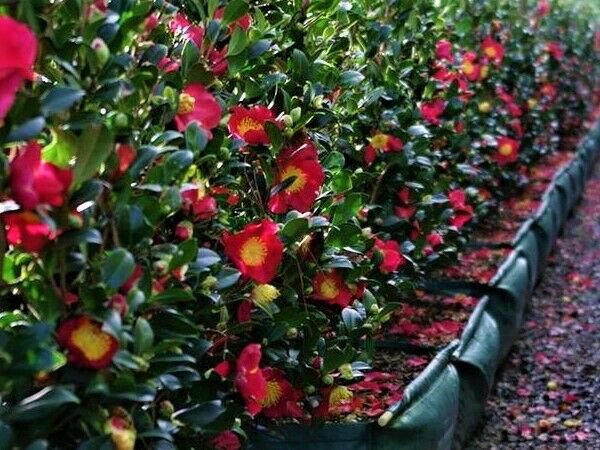 1 Plant Yuletide Red Camellia Sasanqua - Live Plant - Quart Pot