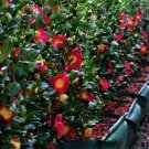 1 Plant Yuletide Red Camellia Sasanqua - Live Plant - Quart Pot