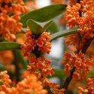1 Plant Orange/White Flowering Fragrant Tea Olive (osmanthus) Live Plant