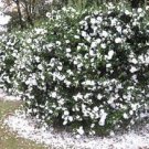 1 Plant Mine No Yuki White Doves Camellia Sasanqua - Live Plant - Quart Pot