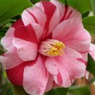1 Plant Lady Vansittart Variegated Camellia Japonica - Live Plant - Quart Pot