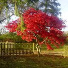 1 Plant Fireglow Upright Red Japanese Maple - Live Plant - Trade Gallon Pot