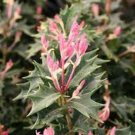 1 Plant Party Lights Pink Flush Tea Olive (osmanthus) - Live Plant - Quart Pot