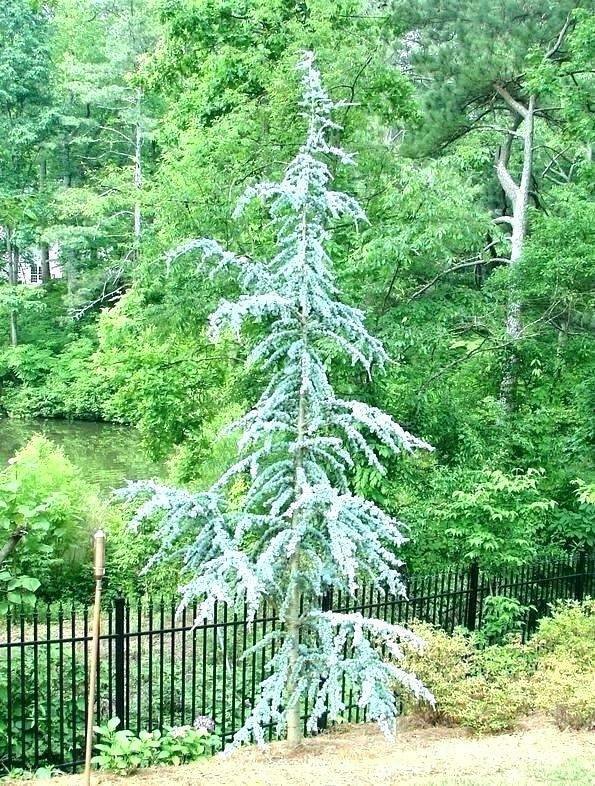 1 Plant Horstmann Upright Blue Atlas Cedar - Live Plant - Trade Gallon Pot