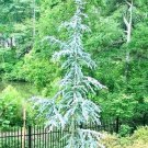 1 Plant Horstmann Upright Blue Atlas Cedar - Live Plant - Trade Gallon Pot