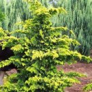 1 Plant Golden Fernleaf Hinoki False Cypress - Live Plant - Trade Gallon Pot