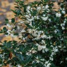 1 Plant Fragrant Princess Dwarf Tea Olive ( osmanthus ) - Live Plant - Quart Pot