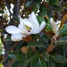 1 Plant Little Gem Southern Magnolia Tree - Live Plant - Quart Pot