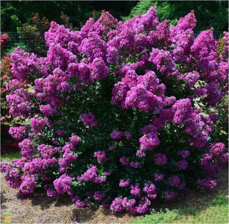 1 Plant Purple Magic Dwarf Crape Myrtle -Live Plant - Full Gallon Pot