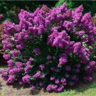 1 Plant Purple Magic Dwarf Crape Myrtle -Live Plant - Full Gallon Pot