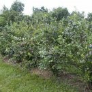 1 Plant Premier Rabbiteye Blueberry - Live Plant - Trade Gallon Pot