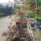 1 Plant Dragon Tears Weeping Japanese Maple Tree - Live Plant - Trade Gallon Pot