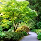 1 Plant Seiryu Upright Laceleaf Japanese Maple Tree - Live Plant - Trade Gallon Pot