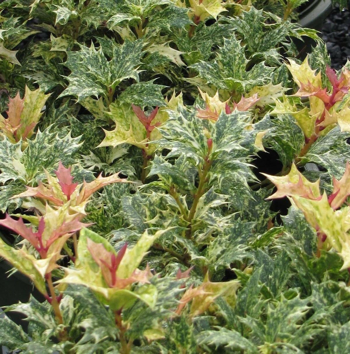 1 Plant Goshiki Variegated Tea Olive (osmanthus) - Live Plant - Trade Gallon Pot
