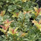 1 Plant Goshiki Variegated Tea Olive (osmanthus) - Live Plant - Trade Gallon Pot