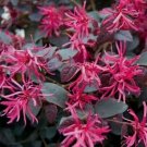 1 Plant Plum Delight Loropetalum ( chinese fringe ) - Live Plant - Trade Gallon Pot