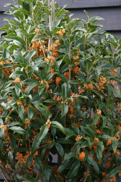 1 Plant Apricot Echo Orange Tea Olive ( osmanthus ) - Live Plant - Trade Gallon Pot
