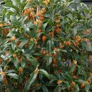 1 Plant Apricot Echo Orange Tea Olive ( osmanthus ) - Live Plant - Trade Gallon Pot