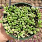 1 Plant Variegated String of Pearls Senecio rollqwleyanus Succulent Plant