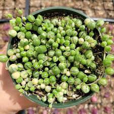 1 Plant Variegated String of Pearls Senecio rollqwleyanus Succulent Plant