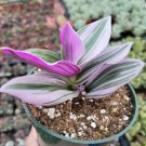 1 Plant Tradescantia 'Nanouk' Pink Wandering Dude Houseplant