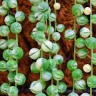 1 Plant String of Pearls Senecio rowleyanus Succulent Plant