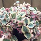 1 Plant Ceropegia woodii Variegated String of Hearts Succulent Plant