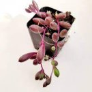 1 Plant Othonna capensis 'Ruby Necklace' Succulent Plant