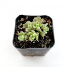 1 Plant Sedum versadense Succulent Plant