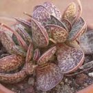 1 Plant Adromischus trigynus 'Calico Hearts' Succulent Plant