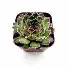 1 Plant Sempervivum Sugar Simmer Succulent Plant