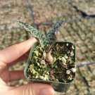 1 Plant Sempervivum Sugar Simmer Succulent Plant