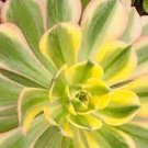 1 Plant Aeonium 'Sunburst' Succulent Plant
