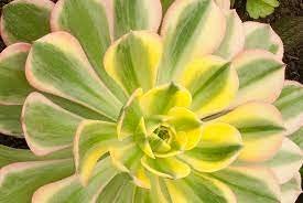 1 Plant Aeonium 'Sunburst' Succulent Plant
