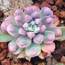 1 Plant Echeveria 'Raindrops' Succulent Plant
