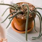 1 Plant Aporocactus flagelliformis Rat Tail Cactus