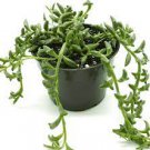 1 Plant String of Dolphins Senecio peregrinus Succulent Plant