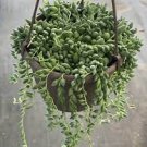 1 Plant String of Raindrops Senecio Succulent Plant